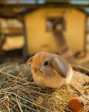 Home image asset