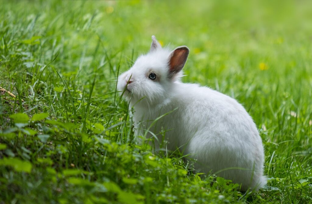 About rabbit 4368054 1280