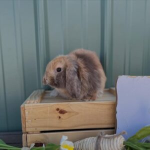 Home miss petunia female